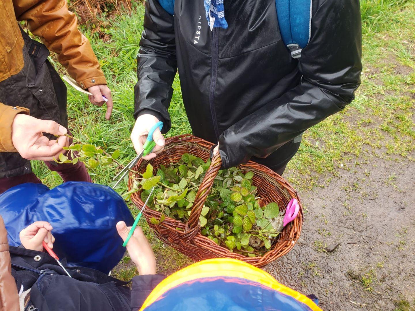 En balade autour de l'école pour repérer les plantes qui serviront à la teinture des tissus de la voile
